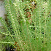 Myriophyllum crispatum | Upright water‑milfoil | Oxygenating Marginal Plant